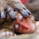 Illustration for article titled Wildlife Photo Contest Shows Nature Can Be Cruel—But Also Kind